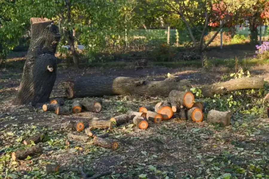 Professional tree felling team rigging and removing large tree in Gauteng residential property