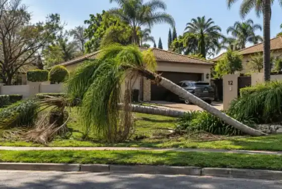 Emergency & Dangerous Tree Removal