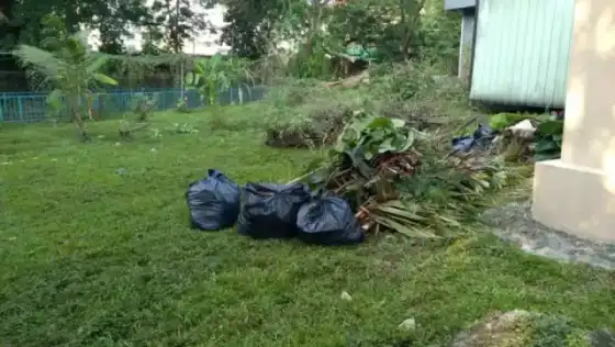 Garden refuse and green waste removal after tree felling in Gauteng