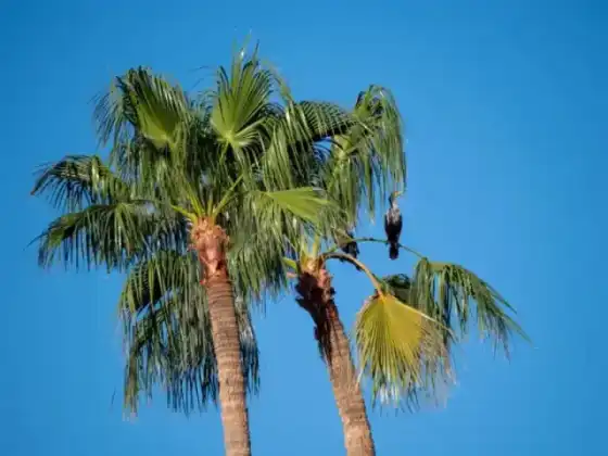 Palm Tree Removal & Trimming