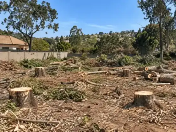 Heavy machinery bulldozer and tree team clearing overgrown plot and land site clearing in Gauteng