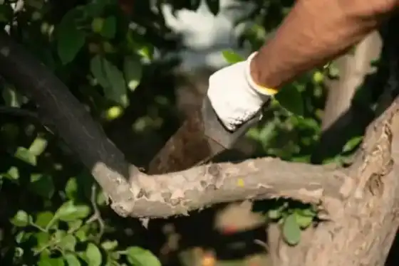 Tree Planting & Transplanting